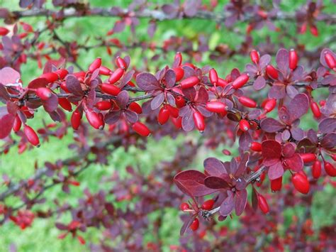 is barberry poisonous